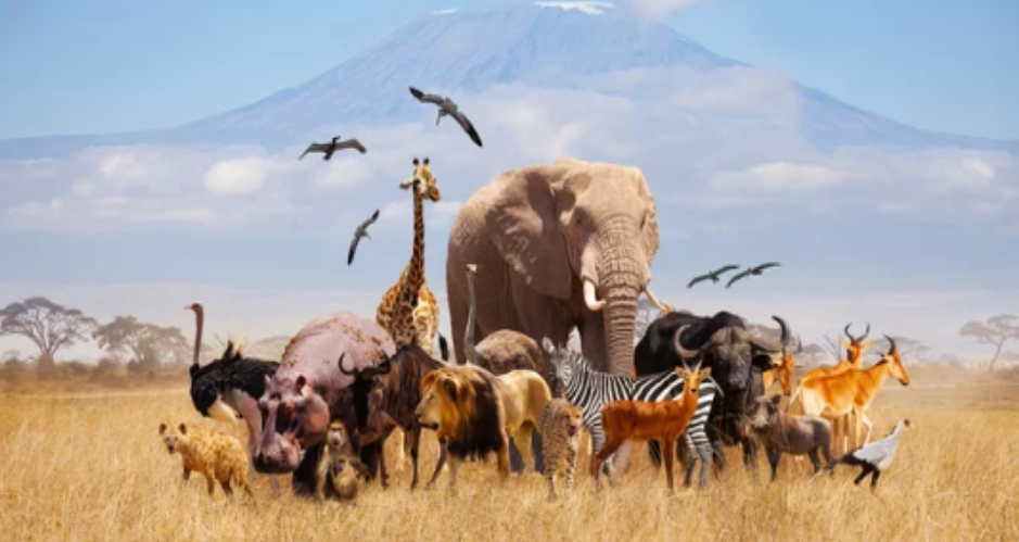 Les animaux sauvages