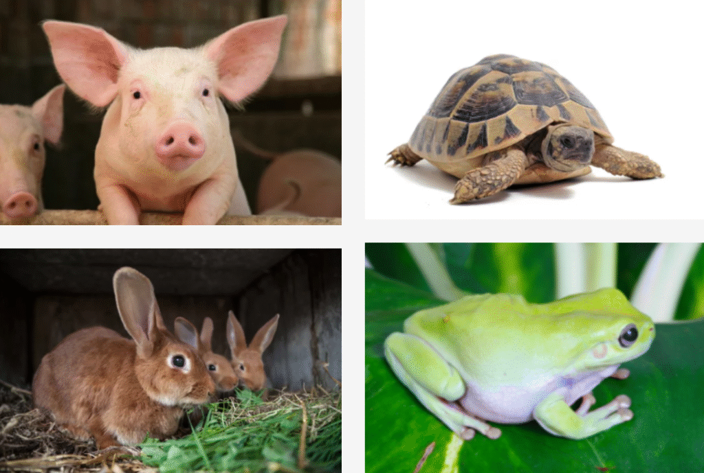 les porcs, les lièvres , la grenuille et la tortue à ne pas manger selon la bible