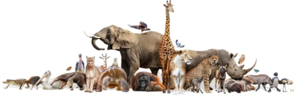 Les animaux à ne pas manger